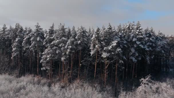 Mycket vackert vinterlandskap i skogen, mycket snö ligger på trädens utsiktshöjd 4K. Flyg över en vinterfrusen skog med snötäckta träd på vintern. — Stockvideo