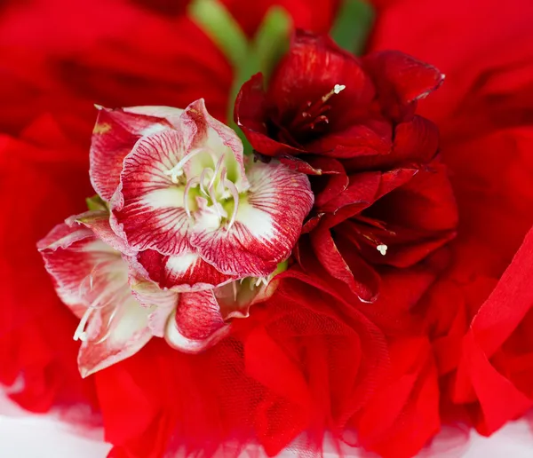 Red and white lilies — Stock Photo, Image