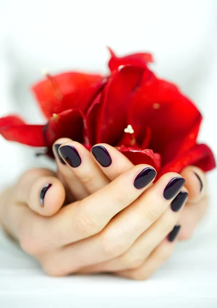 Cupped hands with manicure holding red flower — Stock Photo, Image