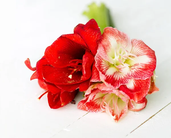 Flores delicadas para ocasiones especiales — Foto de Stock