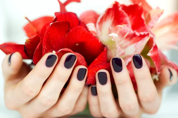 Mãos fechadas com manicura escura segurando flores vermelhas brilhantes — Fotografia de Stock