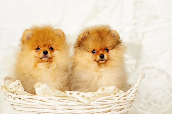 Cuccioli di cane spitz — Foto Stock