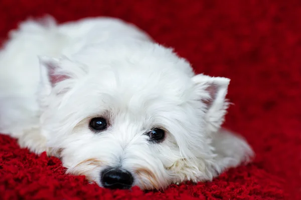 West Highland terrier bianco — Foto Stock