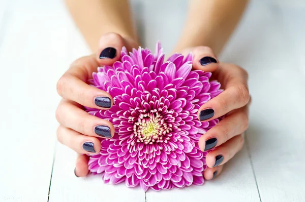 Mains avec manucure et fleur rose — Photo