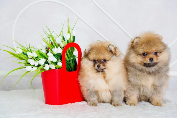 Couple of cute spitz puppies — Stock Photo, Image