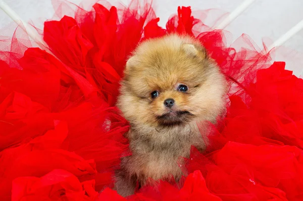Fluffy puppy with flowers — Stock Photo, Image