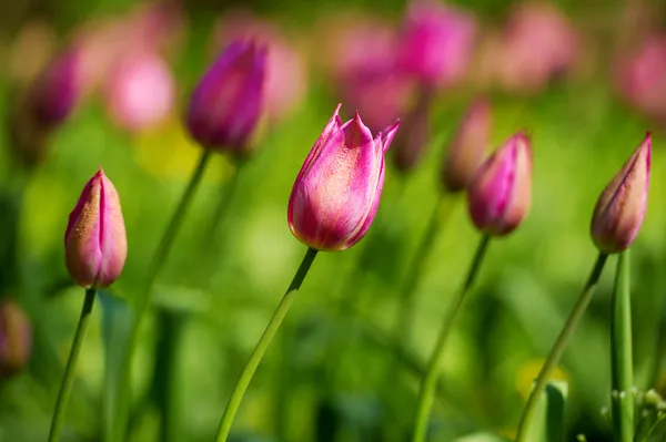 チューリップの花壇の背景 — ストック写真