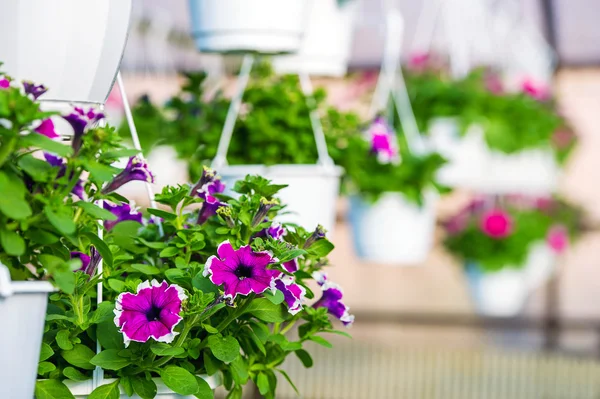 Pot cultures in the orchard house — Stock Photo, Image