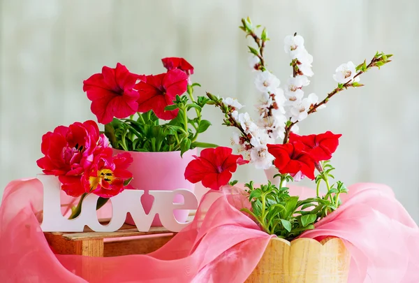 Kvetoucí zátiší — Stock fotografie
