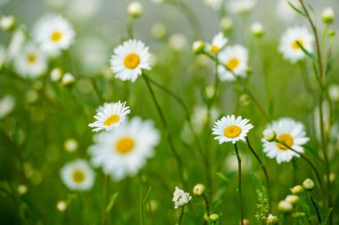 Papatya flowerbed
