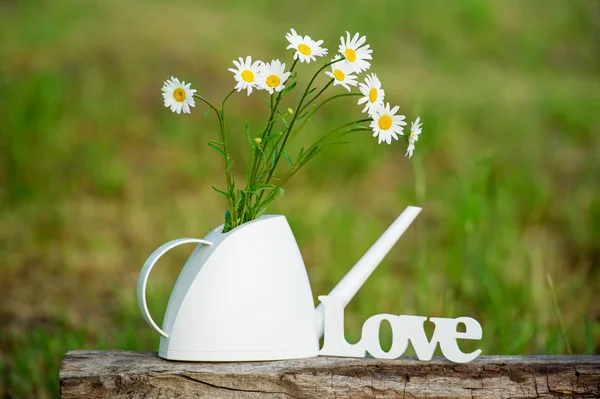 Still life with white daisies — Stock Photo, Image