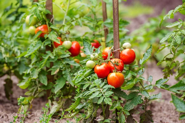 Pomodori che crescono sui rami — Foto Stock