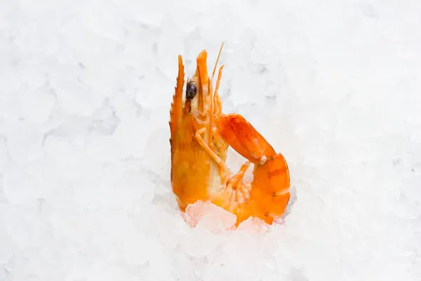 Bazı karides arka plan beyaz buz üzerinde — Stok fotoğraf
