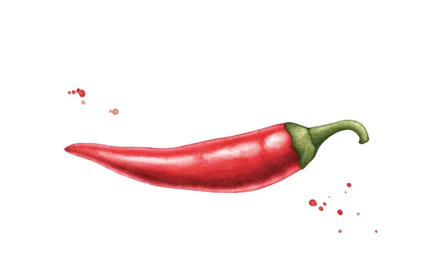 Red Hot Chili Pepper Whole Pod Hand Drawn Watercolor Illustration — Stok fotoğraf