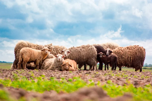 草场上的羊 免版税图库图片