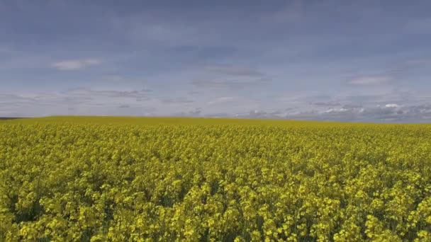 Krajobraz kwiaty żółte — Wideo stockowe