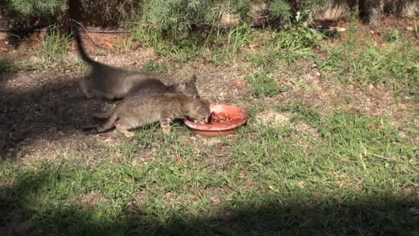 60 yemek için gelen küçük kediler — Stok video