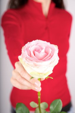 kırmızı zemin üzerine sunan pembe Gül