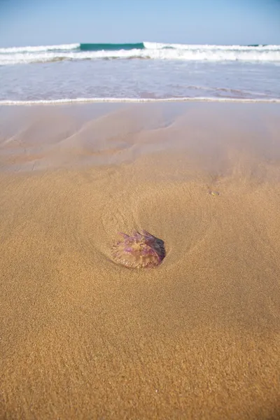 Medusa pantai — Stok Foto