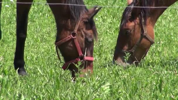 Dois cavalos pastando grama — Vídeo de Stock