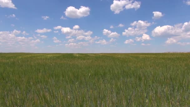 Campo verde cielo azul veloz — Vídeos de Stock