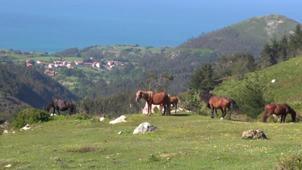 Asturiska hästar — Stockvideo