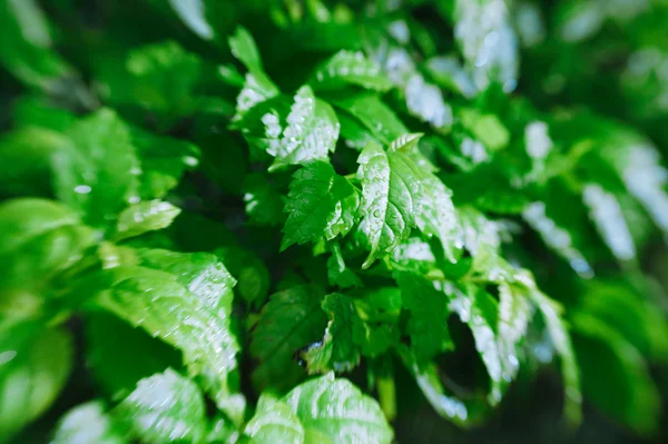 Close-up de folhagem verde fresca com gotas de água após a chuva — Fotografia de Stock