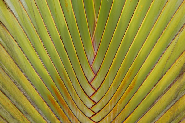 Green palm tree leaf as a background — Stock Photo, Image