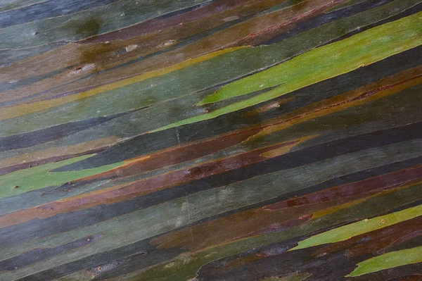 Colorful abstract pattern of rainbow eucalyptus tree bark — Stock Photo, Image