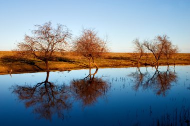 mavi su ağaçların yansıması