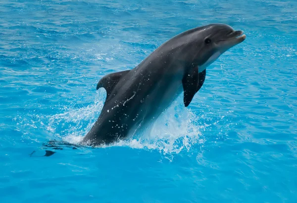Springender Delfin — Stockfoto