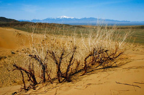 Dunes de sable dans le parc national du désert Altyn-Emel, Kazakhstan. Bleu — Photo