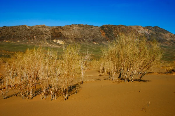 Dunas de areia no parque nacional do deserto Altyn-Emel, Cazaquistão. Azul — Fotografia de Stock