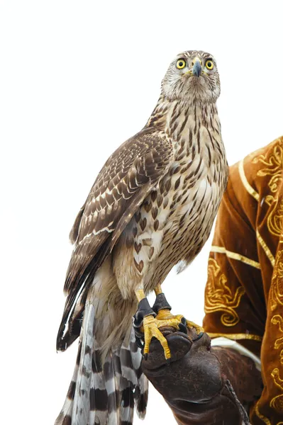 Falcon hunter isolated on white — Stock Photo, Image