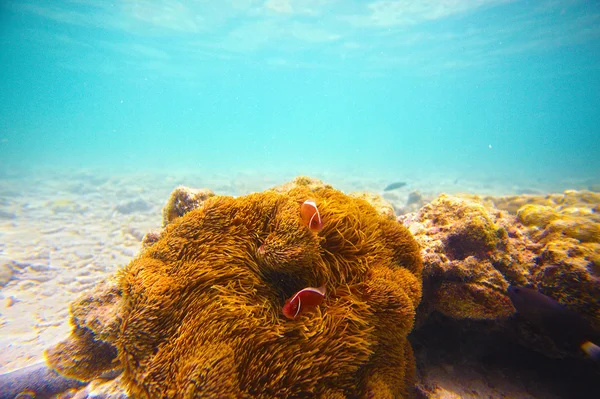 Koralen, anemoonvis en palm island - halve onderwater schieten. thail — Stockfoto