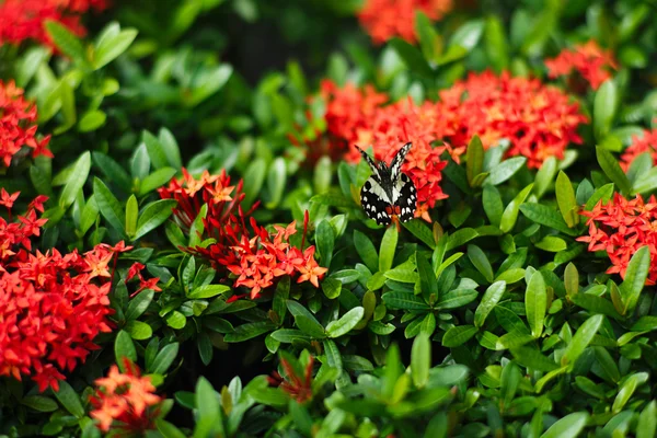 Hermosa mariposa alimentándose de algunas flores rojas — Foto de Stock