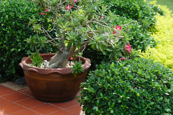 Jardinera de cerámica con flores rosadas en patio de verano — Foto de Stock