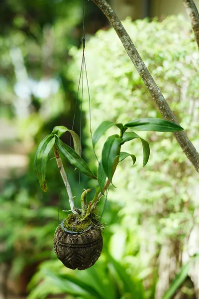 Jardín Colgante. Una maceta de coco de flores, colgando en el banco en el pa — Foto de Stock