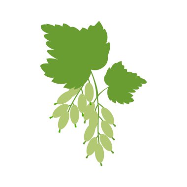 beyaz arkaplanda bir nane terk çizim vektörü.