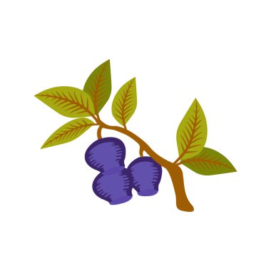 Beyaz bir arka planda, yeşil yapraklı bir hanımeli dalı..