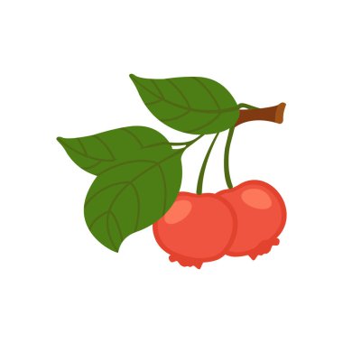 Bir nar dalının düz çizgi film çizimi. Beyaz arkaplanda izole vektör çizimi.