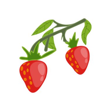 Beyaz arkaplanda, çilek dalı vektörü