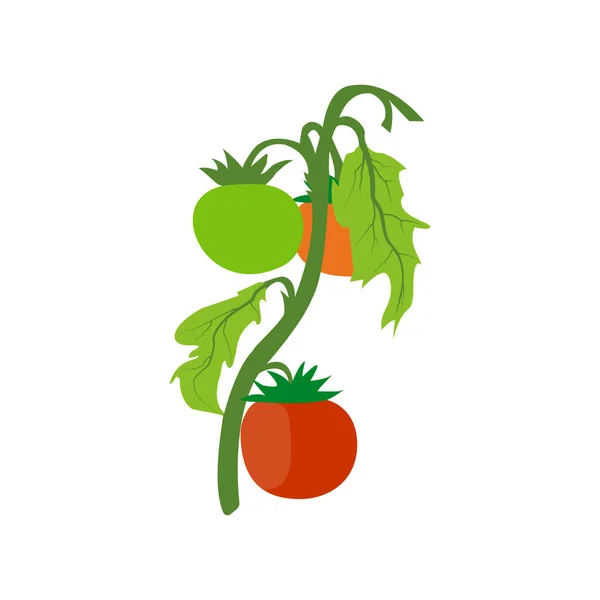 Vit Bakgrund Tomat Vektor Illustration — Stock vektor