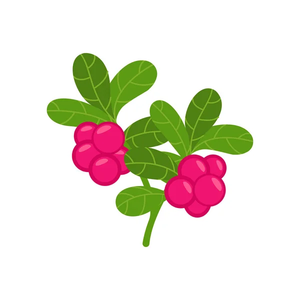 Cranberry Branch Vector Illustration Mit Roten Früchten Und Grünem Faserblatt — Stockvektor