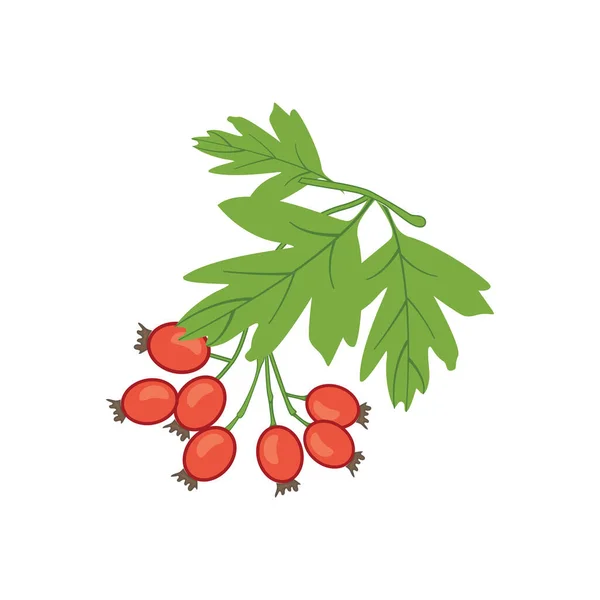 Röd Hagtorn Växt Med Blad Isolerad Smittspridare Hälso Och Sjukvård — Stock vektor