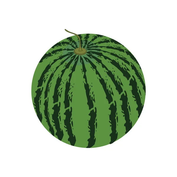 Vektorillustration Einer Wassermelone Isoliert Auf Weißem Hintergrund — Stockvektor