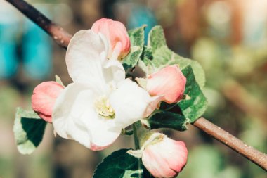 Baharda çiçek açan elma bahçesi. Pembe ve beyaz çiçeklerin ve tomurcukların yakın çekimi bir ağaçta