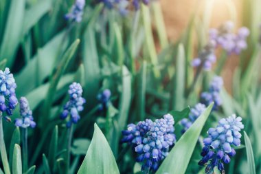 Baharda bahçede yumuşacık mavi muscari çiçekleri, makro fotoğraf. Yakın çekim, seçici odaklanma