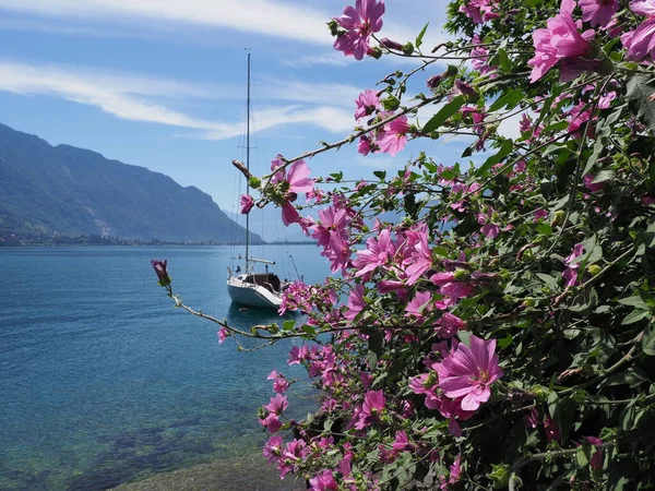 Violet Flowers Yacht European Montreux City Lake Geneva Canton Vaud — 스톡 사진