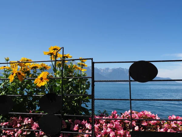 Merveilleuses fleurs au lac Leman dans la ville de Montreux en Suisse — Photo